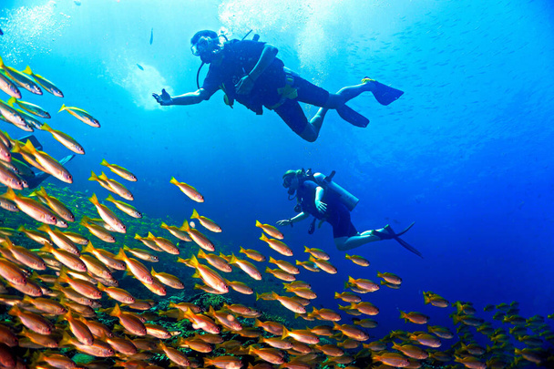 Foto subacquea di subacquei e sparatutto di dentici gialli. Da un'immersione subacquea in Thailandia.  - Foto, immagini