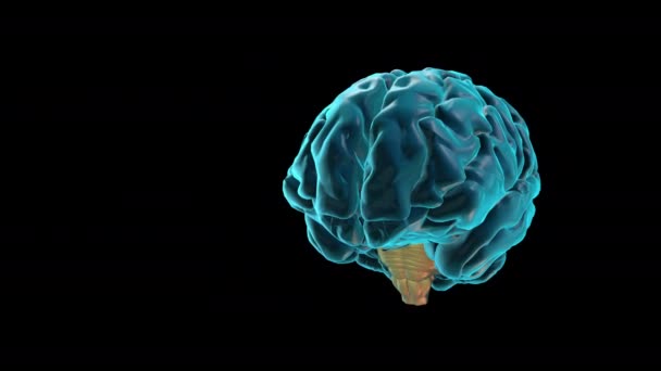 Cerebro-tronco encefálico - Atlas del cerebro humano - Metraje, vídeo