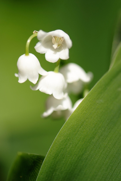 Lilies of the valley - Photo, Image