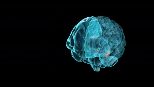 Ventrículo lateral BRAIN-Izquierda - Atlas del cerebro humano - Metraje, vídeo