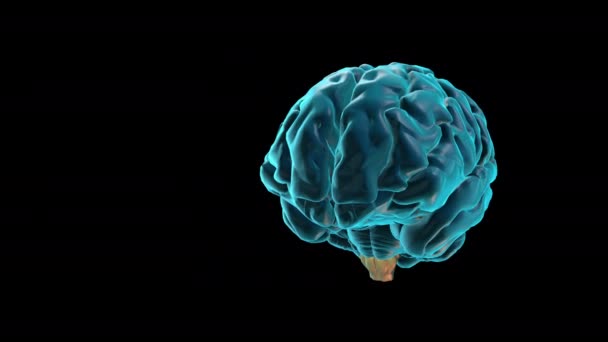 BRAIN-Medulla oblongata - Atlas del cerebro humano - Metraje, vídeo
