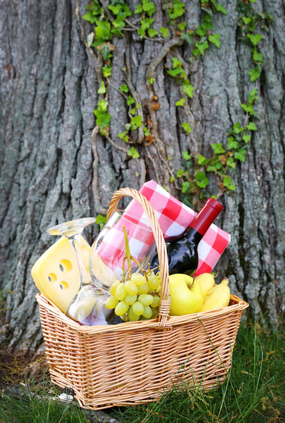 Picnic basket with food and tree with ivy - Фото, зображення