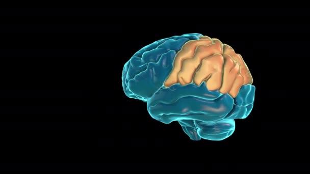 Lóbulo parietal-CÉREBRO - Atlas do Cérebro Humano - Filmagem, Vídeo