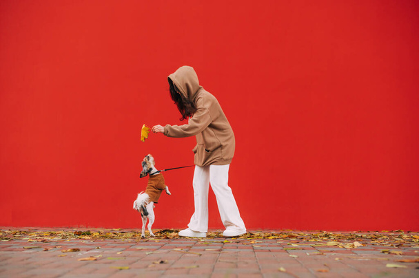 Radostný záběr stylové feny v neformálním oblečení, hrající si se svým legračním psem - yorkteriér, spousta spadlého listí na podlaze, podzimní sezóna. Červené pozadí s místem pro kopírování. - Fotografie, Obrázek