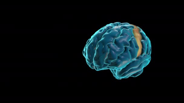Giro CÉREBRO-Precentral - Atlas Cerebral Humano - Filmagem, Vídeo
