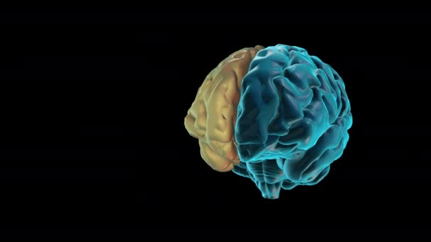 CEREBRO-hemisferio derecho - Atlas del cerebro humano - Metraje, vídeo
