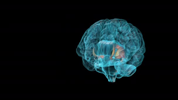 CÉREBRO-Striatum - Atlas cerebral humano - Filmagem, Vídeo