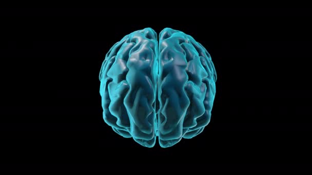 CEREBRO-jalá cinereum - Atlas del cerebro humano - Imágenes, Vídeo