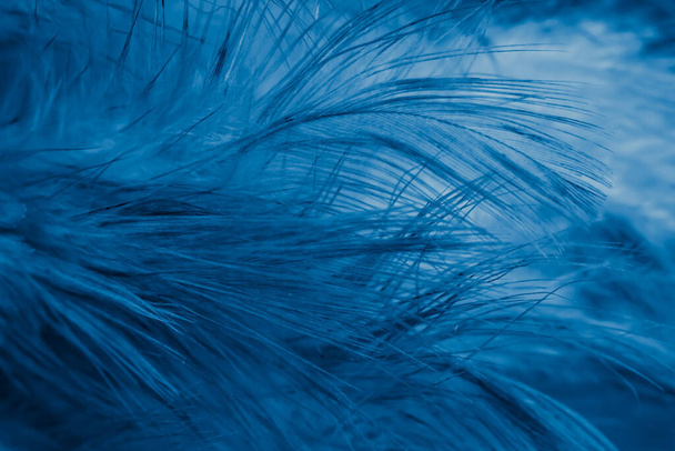 macro foto de plumas de gallina violeta. fondo o textura - Foto, imagen