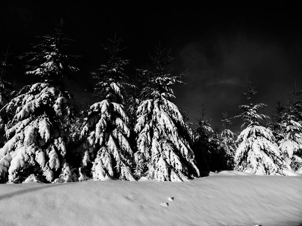 sneeuw wit koude winter mooi ijs bomen landschap - Foto, afbeelding