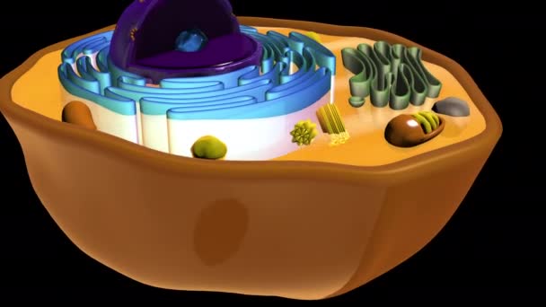 3D állati sejt animáció - Felvétel, videó