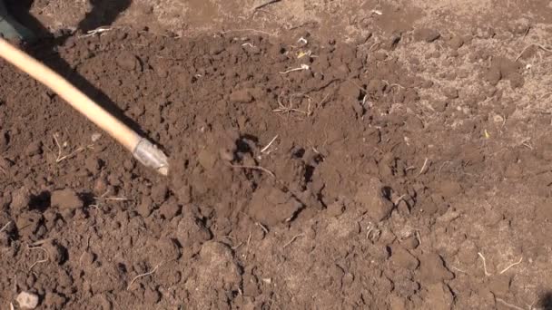 Digs  flower bed soil  with pitchfork - Footage, Video