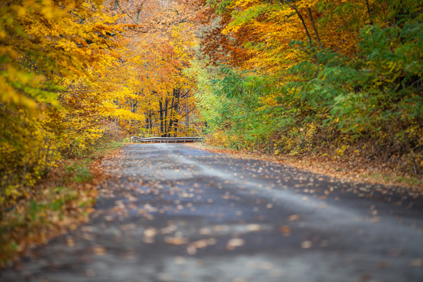 Осенние красочные деревья возле дороги
 - Фото, изображение