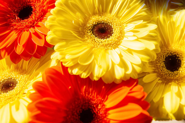 yellow and red flowers, red and yellow gerber, red and yellow flowers background - Photo, Image