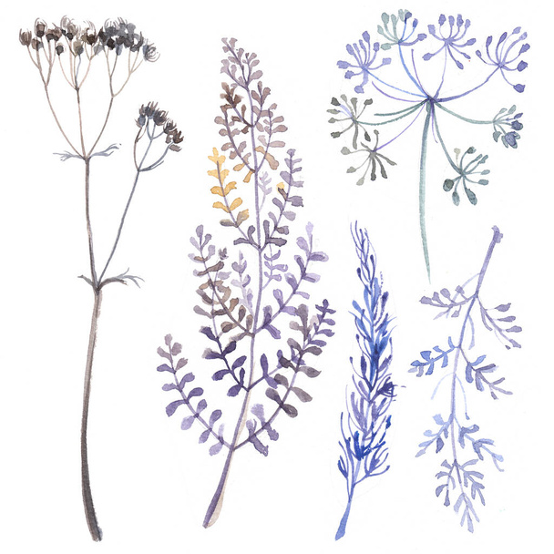 Set of flowers painted in watercolor on white paper. Sketch of flowers and herbs. Wreath, garland of flowers. - Fotó, kép