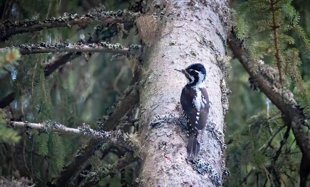 Three toed woodpecker Picoides tridactylus on a tree looking for food in sunset and sunrise. the best photo. - Photo, Image