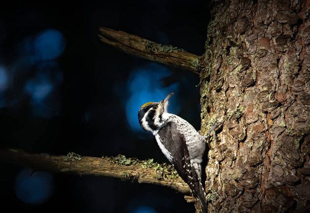 Three toed woodpecker Picoides tridactylus on a tree looking for food in sunset and sunrise. the best photo. - Photo, Image