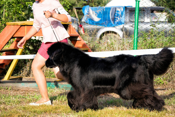 A big black newfoundland dog running outside. - 写真・画像