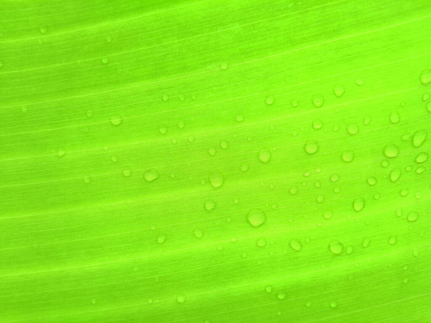 Résumé fond flou de gouttelettes d'eau sur feuille de banane couleur verte, nervure supérieure - Photo, image