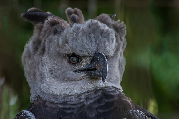 Retrato de perfil de perto de uma águia harpia. A águia-harpia-americana (Harpia harpyja) vive nas florestas tropicais de baixa altitude da América. É uma espécie quase ameaçada.. - Foto, Imagem