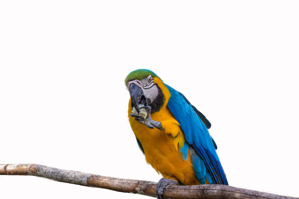 Папуга ара тримає в лапі шматок хліба і з'їдає його. Ara ararauna (блакитно-жовтий або синьо-золотий ара) живе в лісі, лісах і савані тропічної Південної Америки.. - Фото, зображення