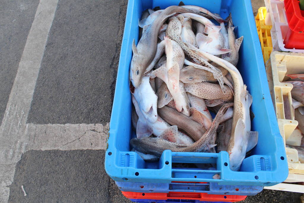 коробка со свежей пойманной рыбой на причале у французского побережья на северо-западе летом - Фото, изображение
