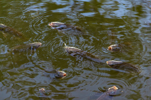Vis in het water. Sommige vissen op het wateroppervlak met hun bek open. - Foto, afbeelding