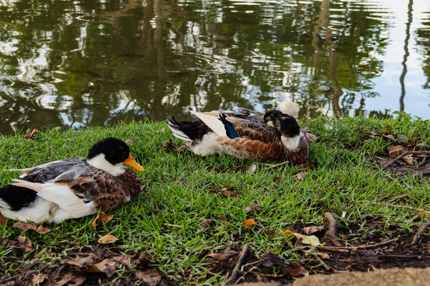 Gölün kenarında dinlenen iki ördek.. - Fotoğraf, Görsel