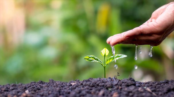 Los agricultores están regando pequeñas plantas a mano con el concepto del Día Mundial del Medio Ambiente. - Foto, imagen