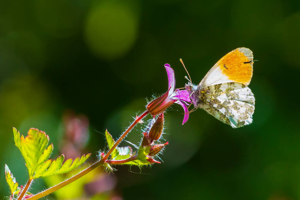 Кардамины Anthocharis Orange tip самцы бабочек питаются розовым цветком Geranium robertianum. - Фото, изображение