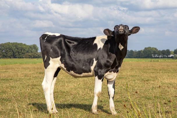 Renifler la vache avec le nez en l'air dans un champ jaune sec sous un ciel bleu - Photo, image