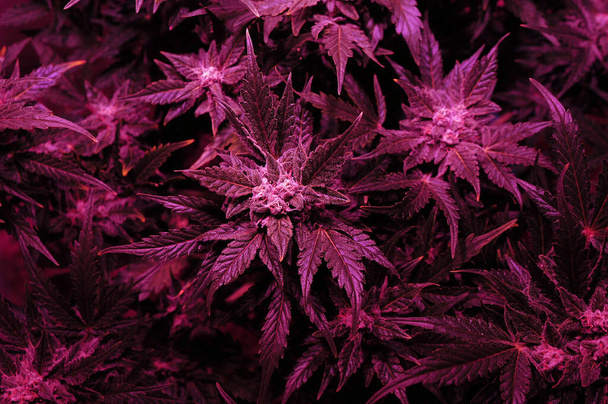 Cannabis arbusto close-up em caixa de cultivo com lâmpada LED phyto. Néon rosa cresce luz. Microcrescimento. - Foto, Imagem