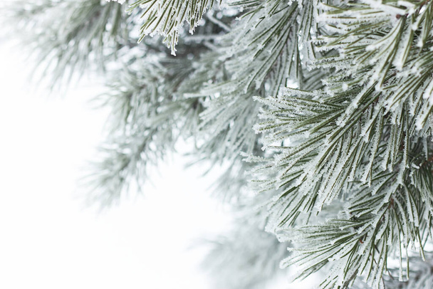 Rimed pine needles with hoarfrost on white snow background, beautiful christmas and new year frame for your design - Photo, image