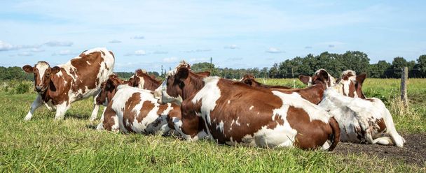 ternera se levanta de un grupo de vacas acogedoras acostadas juntas, cielos azules y un horizonte muy recto - Foto, imagen