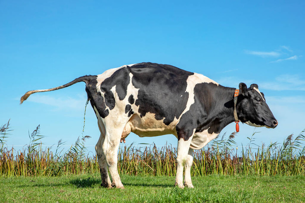 Pinkelnde Kuh, Leck in den Niederlanden, aufrecht stehend auf grünem Gras auf einer Wiese und blauem Himmel. - Foto, Bild