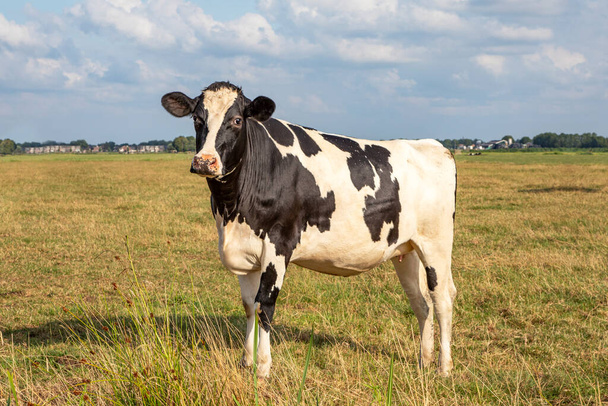 Vaca moteada negra de pie sobre hierba verde y amarilla en un prado, ubre pequeña, en los Países Bajos y un cielo azul. - Foto, imagen