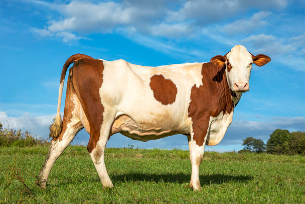 Shaved red brown dairy show cow stands proudly in a pasture, fully in focus, blue sky, green grass. standing on green grass in a meadow, pasture, - Photo, Image