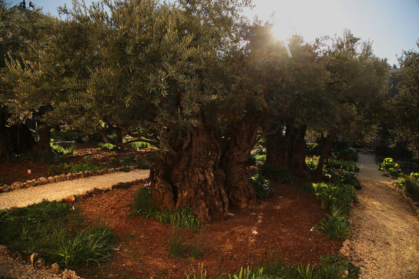Ο Κήπος της Γεσθημανής στην Ιερουσαλήμ - Φωτογραφία, εικόνα