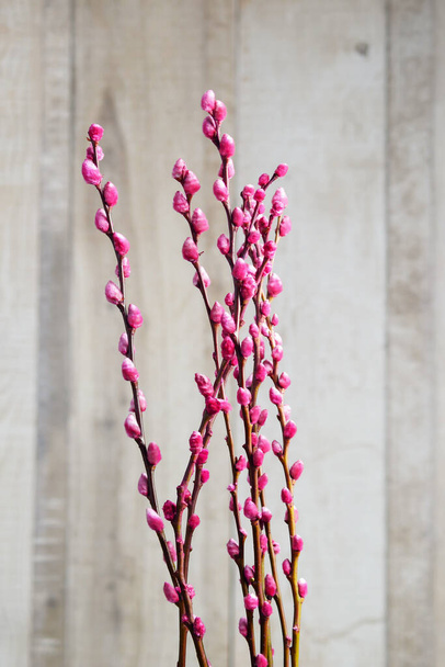 zarte flauschige Zweige aus rosa Muschi Weide auf beigem Hintergrund mit. Zweige der Ziegenweide - Foto, Bild