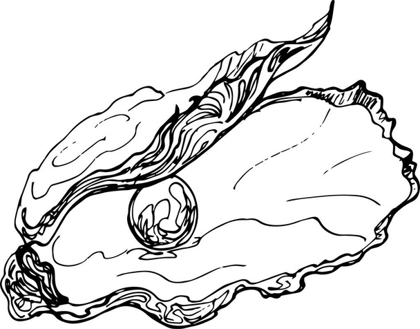  Sketch oyster with pearl. Hand drawing illustration.vector - Vector, afbeelding