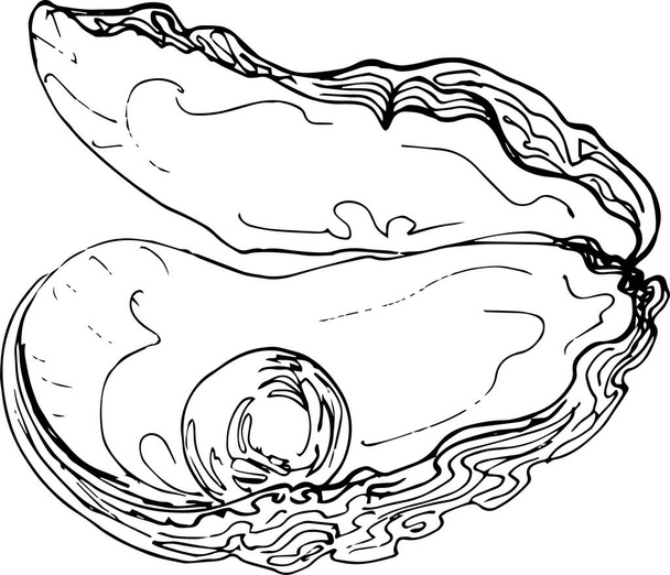 Sketch oyster with pearl. Hand drawing illustration.vector - Vektor, kép