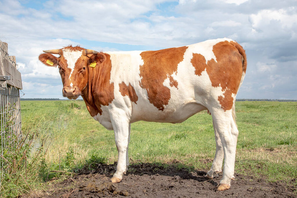 Розлючена корова поруч з парканом, повертає голову, щоб виглядати, язичник, червоний і білий Гольштейн з рогами
. - Фото, зображення
