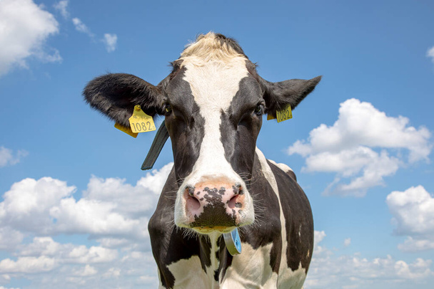 Head of a black and white cow, friesian holstein, penetrating gaze, standing under a bright blue sky with clouds and a faraway straight horizon. - Photo, Image