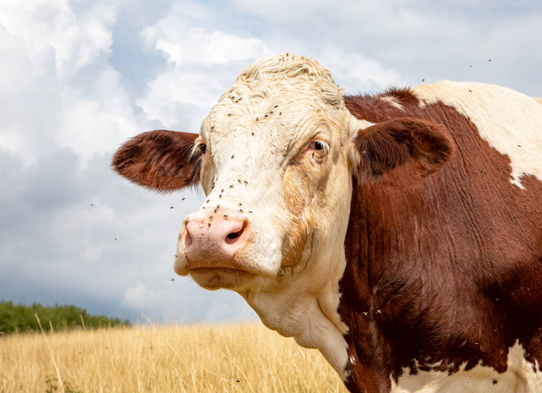 Hermosa cabeza de vaca. Potente salvia vieja vaca Montbeliarde roja blanca con moscas y líquido lacrimógeno en las mejillas mira suficientemente a la cámara, en un campo de hierba amarilla y un cielo nublado en el Jura, Francia. - Foto, imagen
