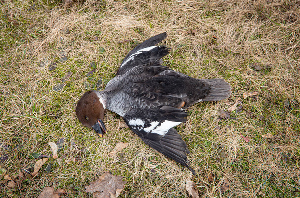 Halott vadon élő madár Közös aranyszem a fűn, madárinfluenza néven ismert madárinfluenza koncepció. (A való életben volt egy repülő balesete.). - Fotó, kép