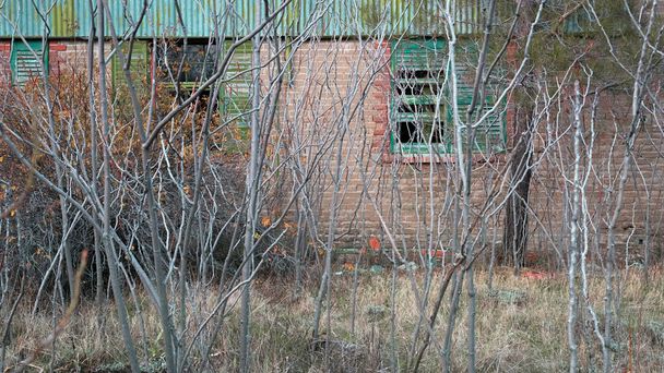 Zarośnięty ogród. Bezlistne pnie przed murem z cegły z wybitymi oknami starego opuszczonego domu jesienią, wybiórcza ostrość - Zdjęcie, obraz