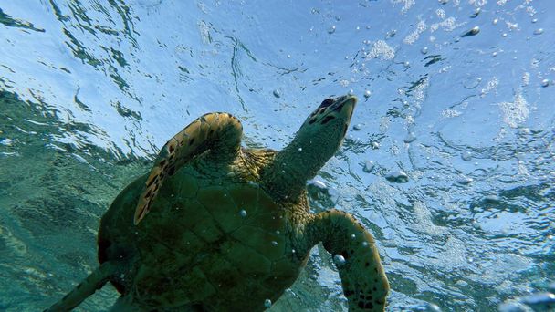 Θαλάσσιες χελώνες. Μεγάλη Reef Turtle .Bissa. - Φωτογραφία, εικόνα