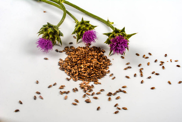 Seeds of a milk thistle with flowers (Silybum marianum, Scotch Thistle, Marian thistle ) Close-up on white background.herb milk thistle silybum marianum on white background - Photo, Image