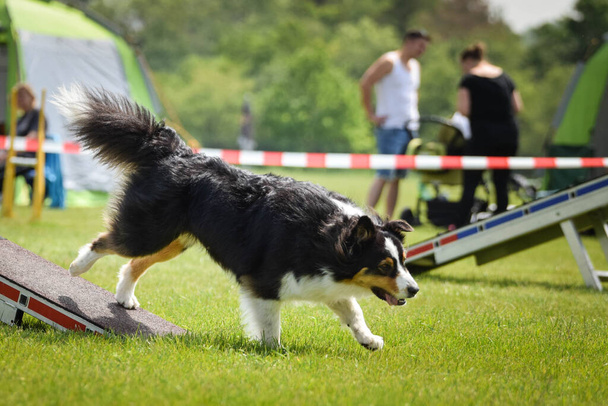 Dog Border Collie in agility balance beam.  Amazing day on czech agility competition. They are middle expert it means A2. - Photo, Image
