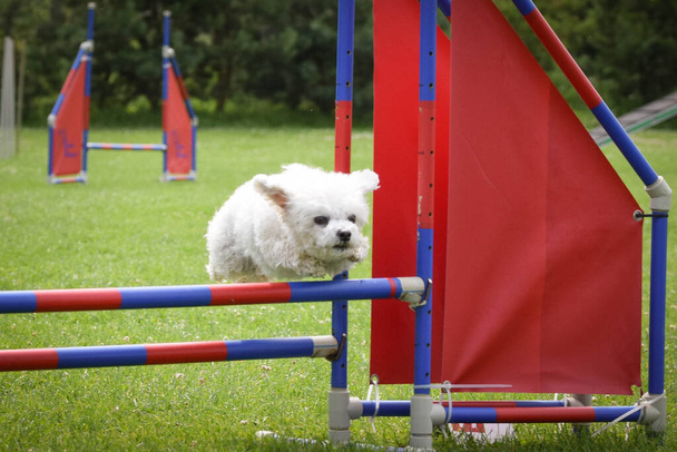 Cão branco na corrida de agilidade incrível dia na competição de agilidade checa. Eles são especialistas do meio significa A2. - Foto, Imagem